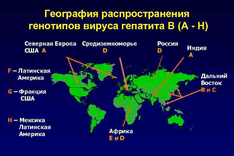 География распространения генотипов вируса гепатита В (A - H) Северная Европа США A Средиземноморье