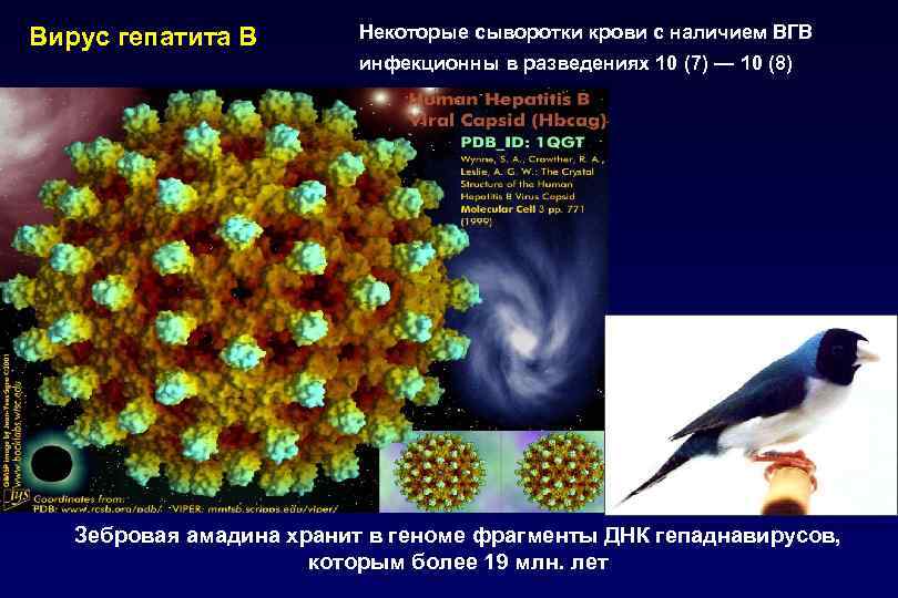 Вирус гепатита В Некоторые сыворотки крови с наличием ВГВ инфекционны в разведениях 10 (7)