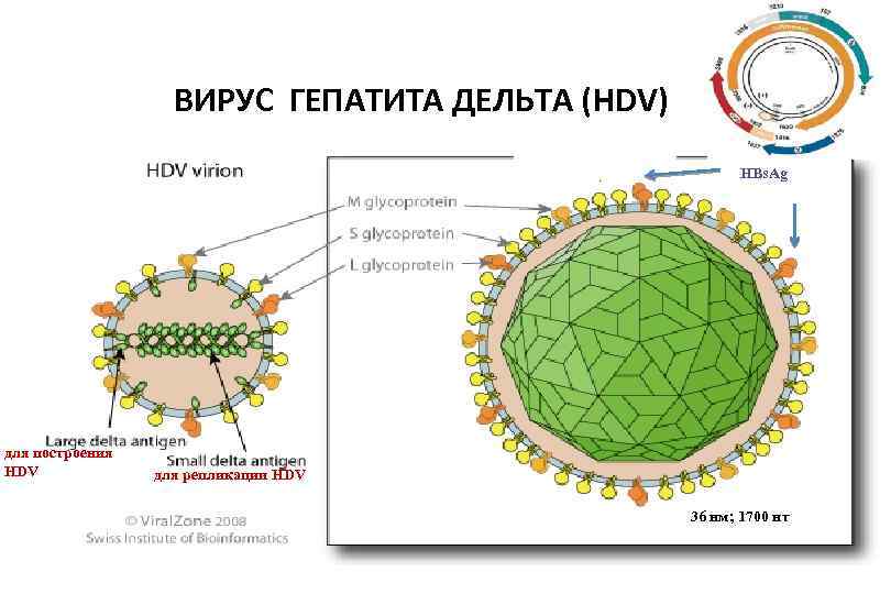 ВИРУС ГЕПАТИТА ДЕЛЬТА (HDV) HBs. Ag для построения HDV для репликации HDV 36 нм;