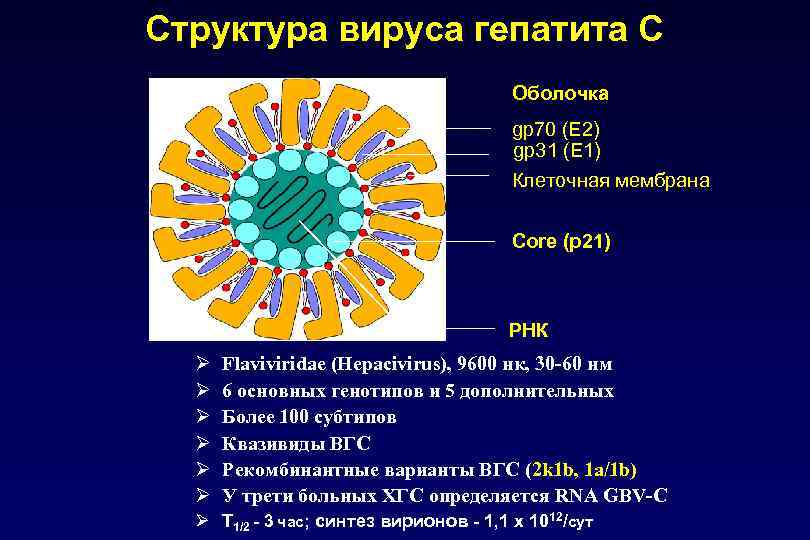 Структура вируса гепатита С Оболочка gp 70 (E 2) gp 31 (E 1) Клеточная