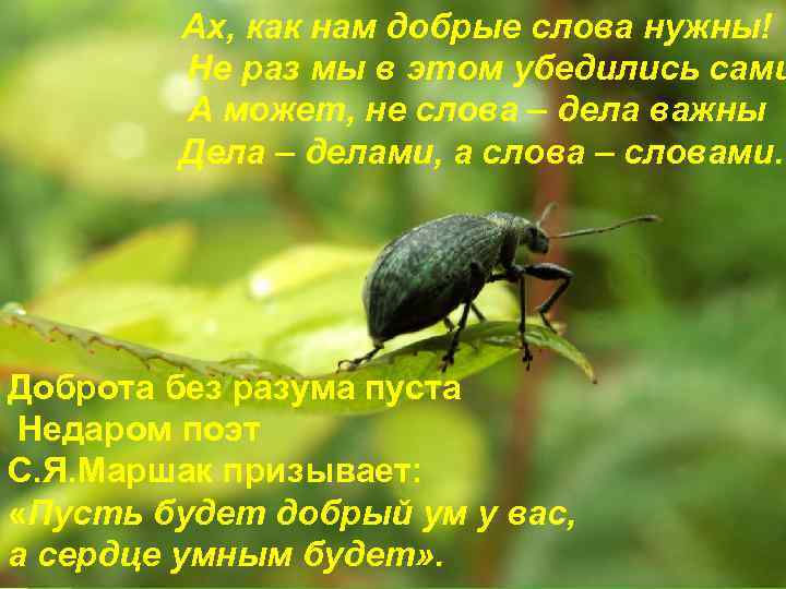 Ах, как нам добрые слова нужны! Не раз мы в этом убедились сами А
