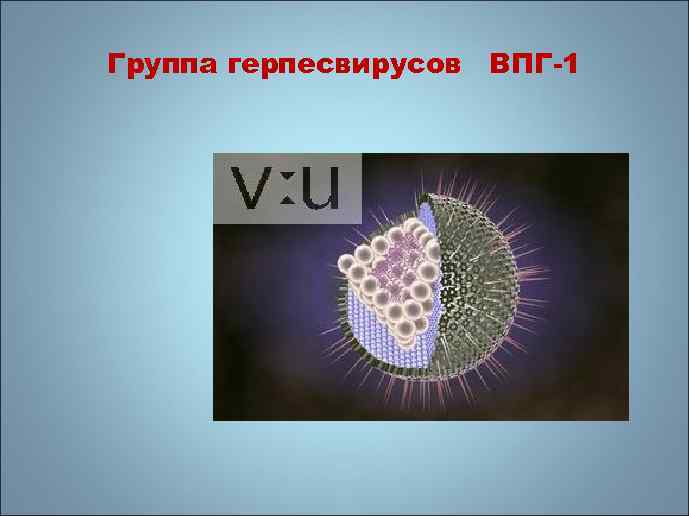 Группа герпесвирусов ВПГ-1 