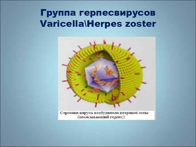 Группа герпесвирусов VaricellaHerpes zoster 