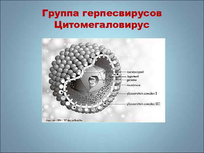 Группа герпесвирусов Цитомегаловирус 