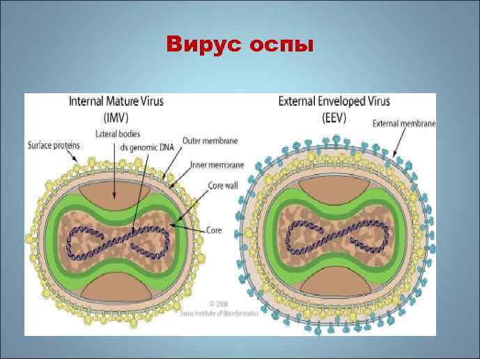 Вирус оспы рисунок