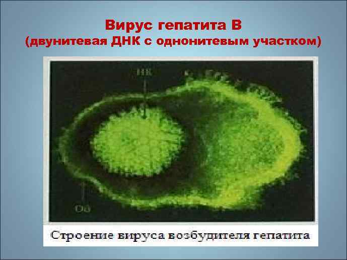 Вирус гепатита В (двунитевая ДНК с однонитевым участком) 