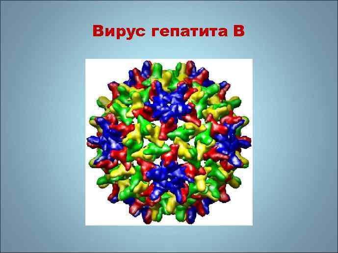 Вирус гепатита В 