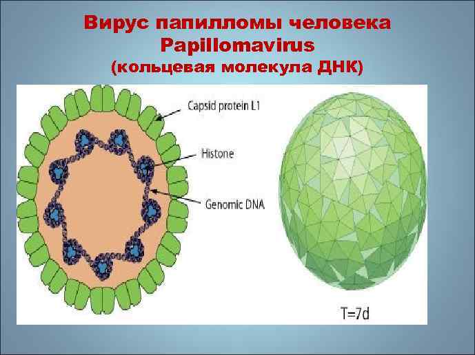 Вирус папилломы человека Papillomavirus (кольцевая молекула ДНК) 