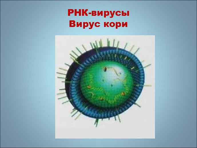 Вирус кори рисунок микробиология