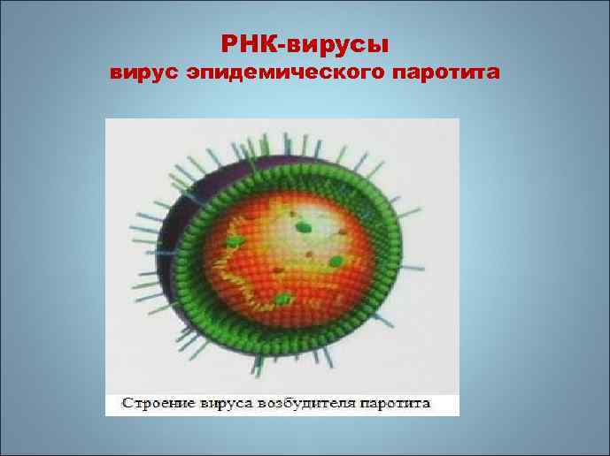 Вирус эпидемического паротита. Вирус эпидемического паротита строение. Вирус эпидемического паротита рисунок. Вирусология строение вируса.