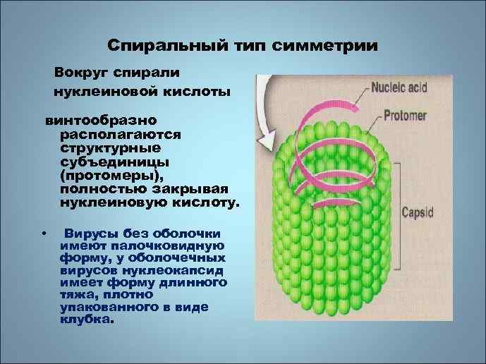 Спиральный тип симметрии Вокруг спирали нуклеиновой кислоты винтообразно располагаются структурные субъединицы (протомеры), полностью закрывая