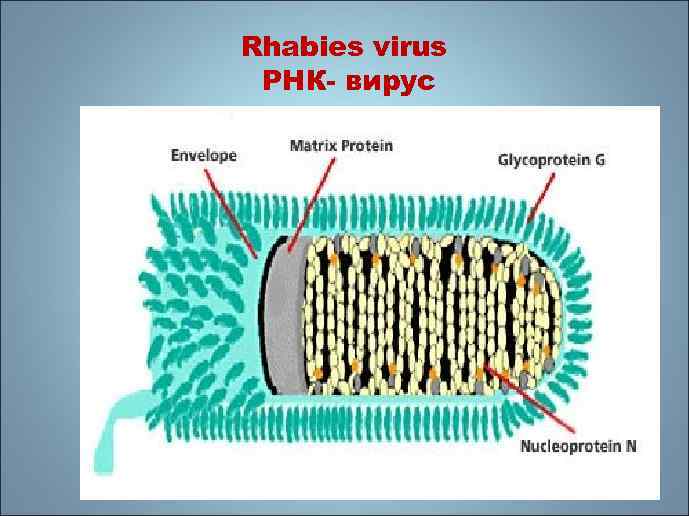 Rhabies virus РНК- вирус 