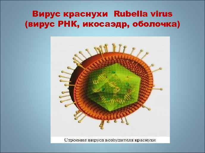 Вирус краснухи Rubella virus (вирус РНК, икосаэдр, оболочка) 