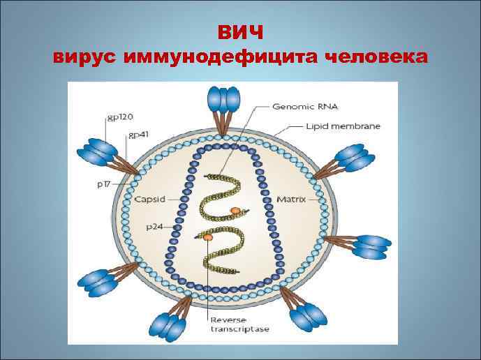 ВИЧ вирус иммунодефицита человека 