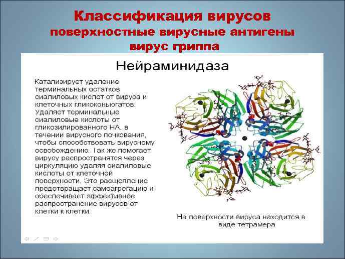 Классификация вирусов поверхностные вирусные антигены вирус гриппа 