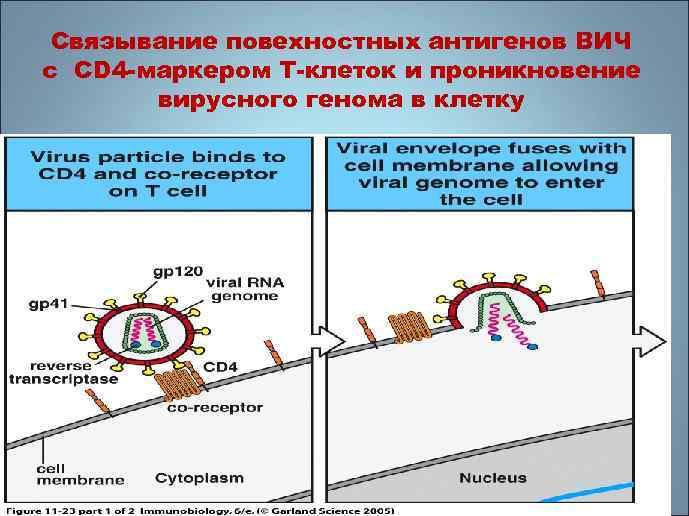 Связывание повехностных антигенов ВИЧ с CD 4 -маркером Т-клеток и проникновение вирусного генома в