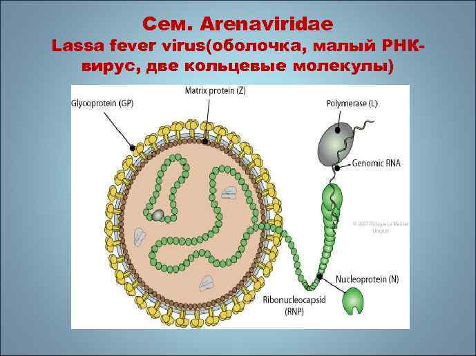 Сем. Arenaviridae Lassa fever virus(оболочка, малый РНКвирус, две кольцевые молекулы) 