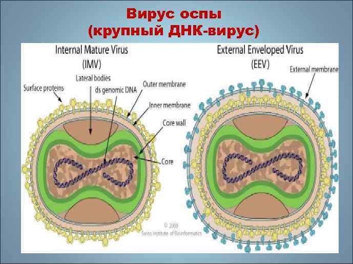 Вирус оспы (крупный ДНК-вирус) 