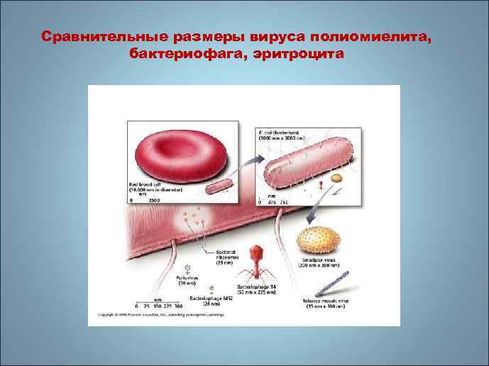 Сравнительные размеры вируса полиомиелита, бактериофага, эритроцита 