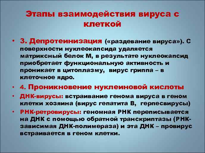 Этапы взаимодействия вируса с клеткой • 3. Депротеинизация ( «раздевание вируса» ). С поверхности