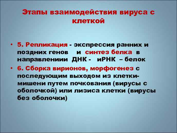 Этапы взаимодействия вируса с клеткой • 5. Репликация - экспрессия ранних и поздних генов