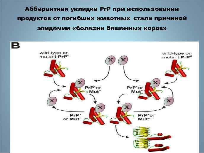 Абберантная укладка Pr. P при использовании продуктов от погибших животных стала причиной эпидемии «болезни