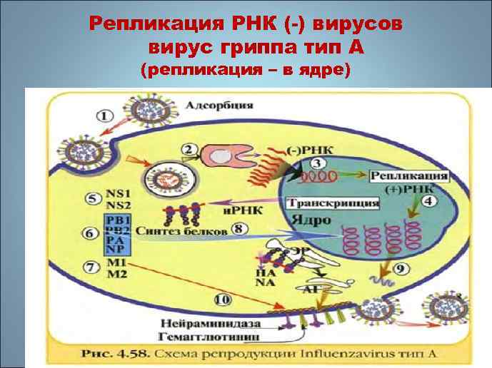 Репликация РНК (-) вирусов вирус гриппа тип А (репликация – в ядре) 