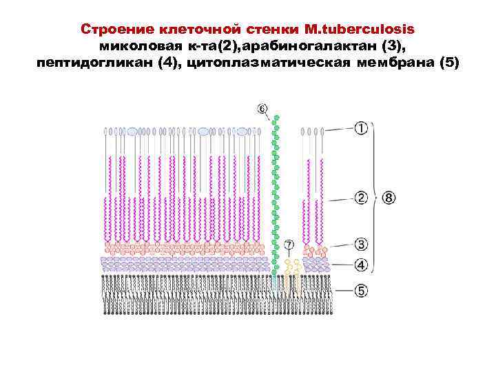 Строение клеточной стенки M. tuberculosis миколовая к-та(2), арабиногалактан (3), пептидогликан (4), цитоплазматическая мембрана (5)