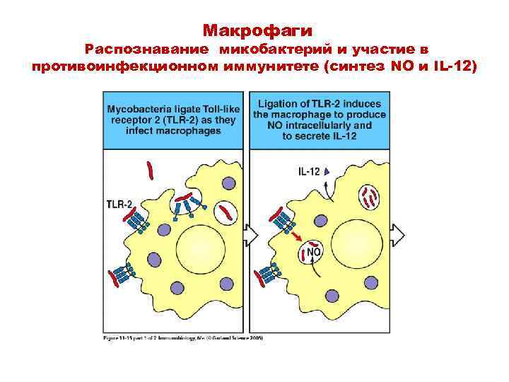 Макрофаги Распознавание микобактерий и участие в противоинфекционном иммунитете (синтез NO и IL-12) 