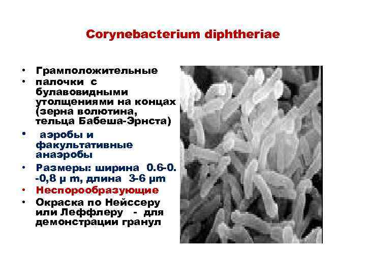 Corynebacterium diphtheriae • Грамположительные • палочки с булавовидными утолщениями на концах (зерна волютина, тельца