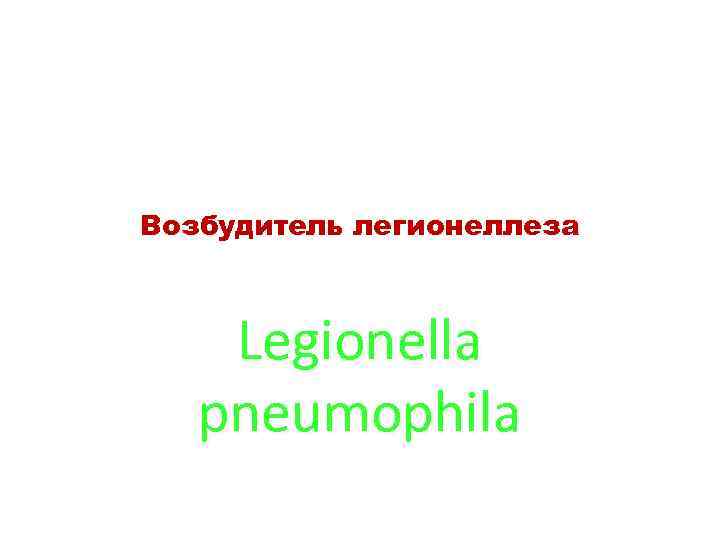 Возбудитель легионеллеза Legionella pneumophila 