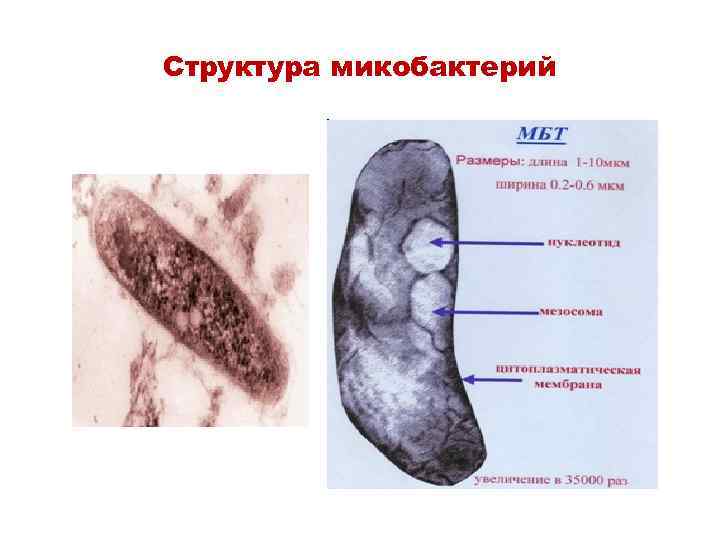 Структура микобактерий 