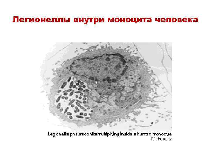 Легионеллы внутри моноцита человека 