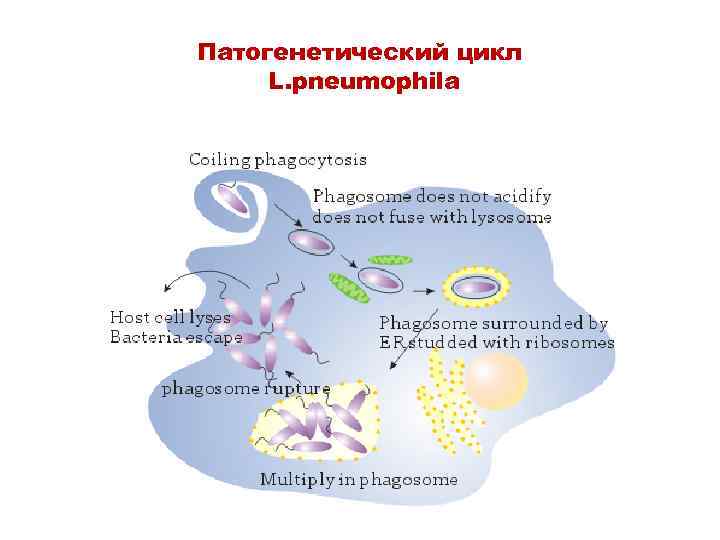 Патогенетический цикл L. pneumophila 