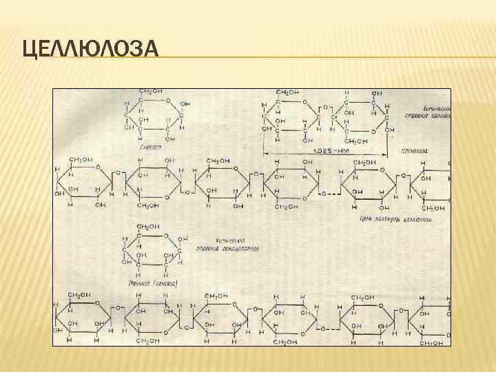 ЦЕЛЛЮЛОЗА 