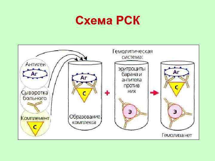 Рск расшифровка. Реакция связывания комплемента схема. РСК схема. Схема постановки РСК. Реакция связывания комплемента РСК.