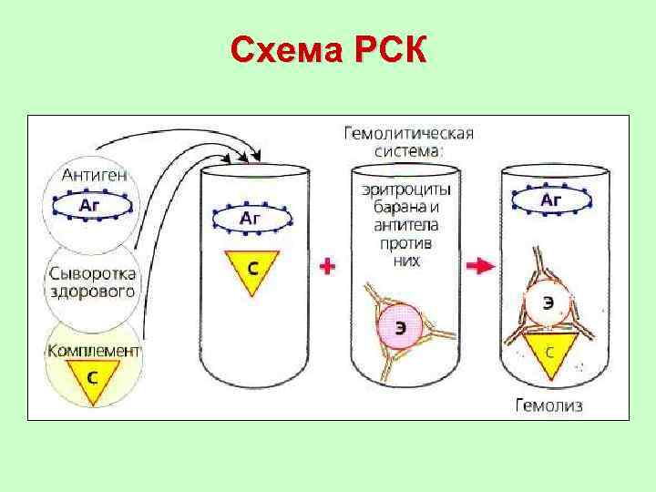 Реакция связывания комплемента микробиология. Схема реакции связывания комплемента (РСК). Схема постановки реакции связывания комплемента РСК. Реакция связывания комплемента РСК 1 фаза 2 фаза. Реакция связывания комплемента микробиология компоненты.