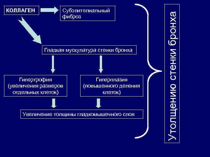 Субэпителиальный фиброз Гладкая мускулатура стенки бронха Гипертрофия (увеличения размеров отдельных клеток) Гиперплазия (повышенного деления