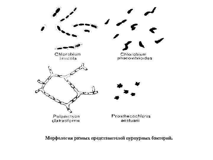 Морфология разных представителей пурпурных бактерий. 