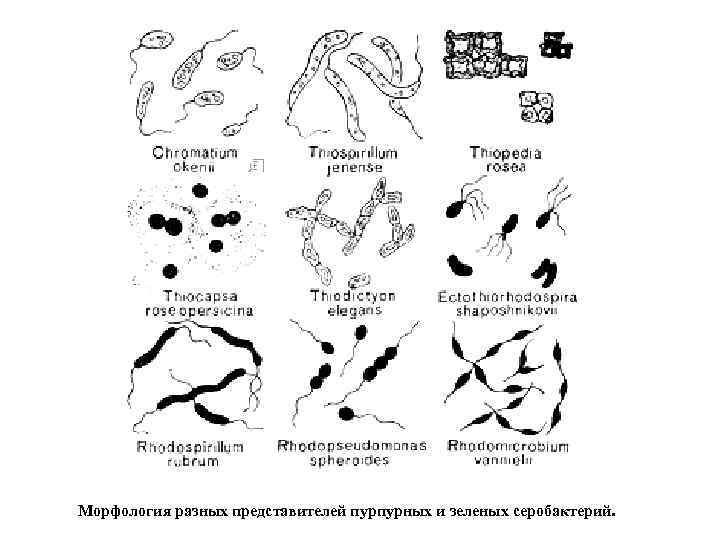 Морфология разных представителей пурпурных и зеленых серобактерий. 