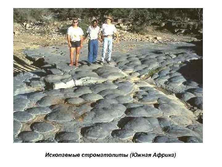 Ископаемые строматолиты (Южная Африка) 