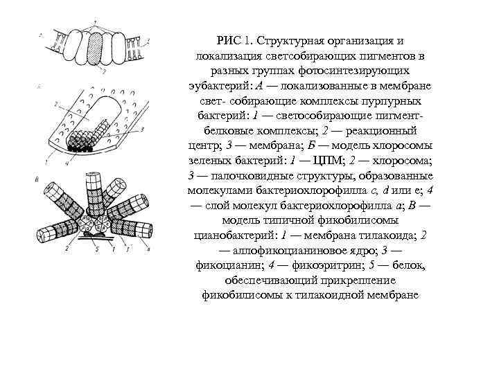 РИС 1. Структурная организация и локализация светсобирающих пигментов в разных группах фотосинтезирующих эубактерий: А