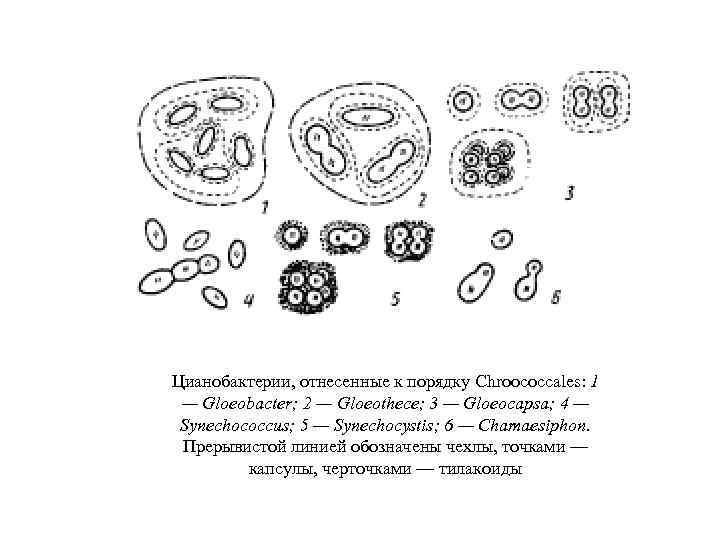 Цианобактерии, отнесенные к порядку Chroococcales: 1 — Gloeobacter; 2 — Gloeothece; 3 — Gloeocapsa;