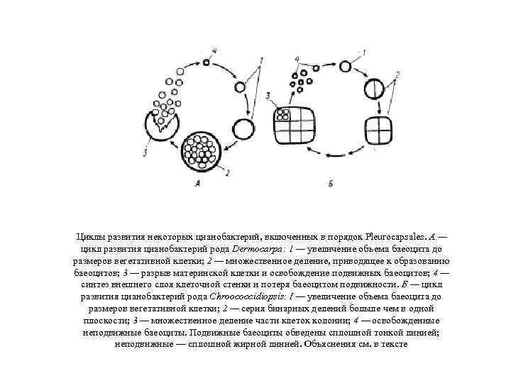 Циклы развития некоторых цианобактерий, включенных в порядок Pleurocapsales. А — цикл развития цианобактерий рода