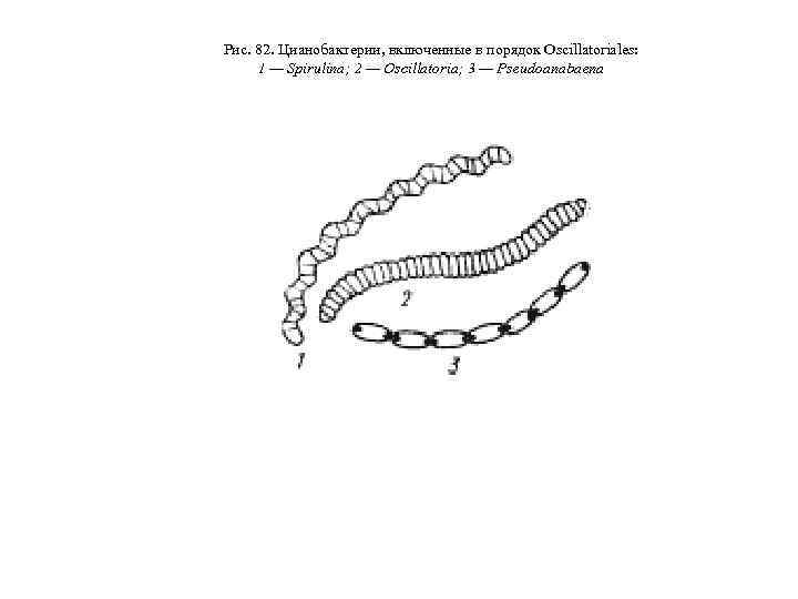 Рис. 82. Цианобактерии, включенные в порядок Oscillatoriales: 1 — Spirulina; 2 — Oscillatoria; 3