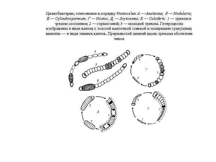 Цианобактерии, отнесенные к порядку Nostocales: А — Anabaena; Б — Nodularia; В — Cylindrospermum;