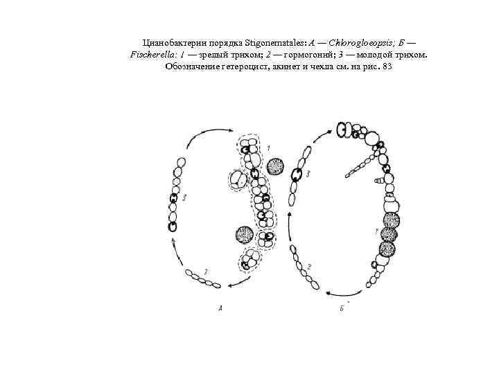 Цианобактерии порядка Stigonematales: А — Chlorogloeopsis; Б — Fischerella: 1 — зрелый трихом; 2