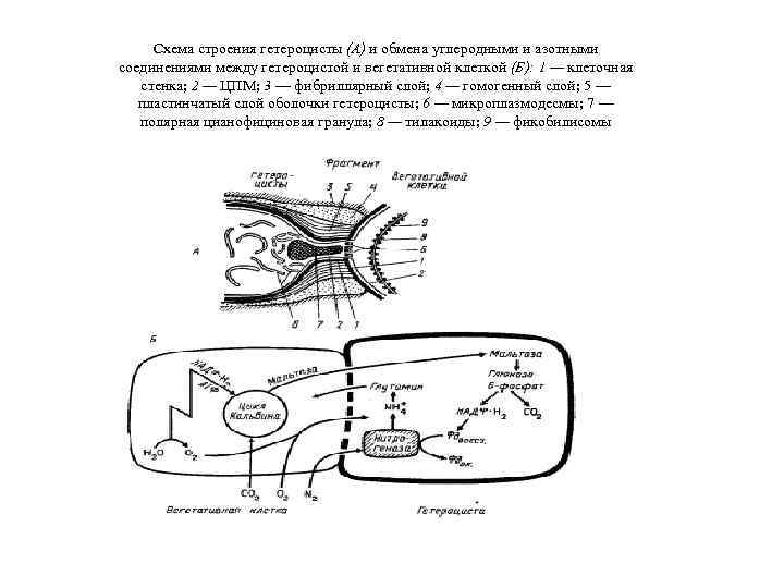 Схема строения гетероцисты (А) и обмена углеродными и азотными соединениями между гетероцистой и вегетативной
