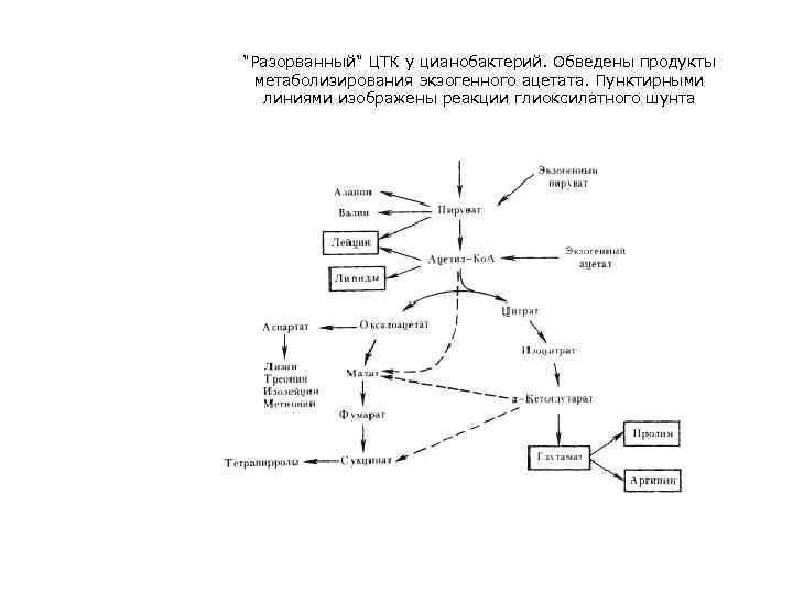 "Разорванный" ЦТК у цианобактерий. Обведены продукты метаболизирования экзогенного ацетата. Пунктирными линиями изображены реакции глиоксилатного