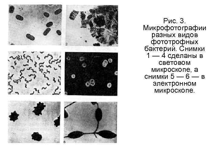 Рис. 3. Микрофотографии разных видов фототрофных бактерий. Снимки 1 — 4 сделаны в световом